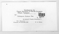 Melampsora medusae image